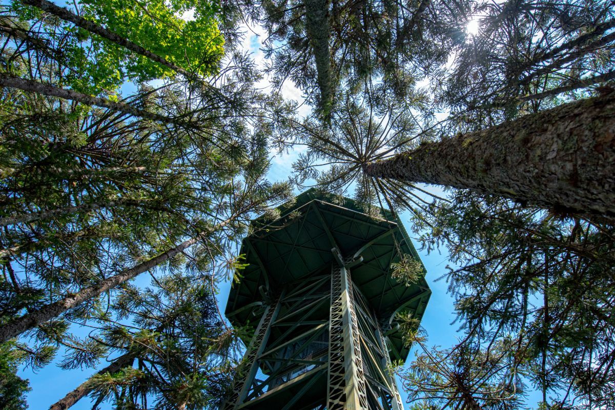 Observatório - A Torre Araucária